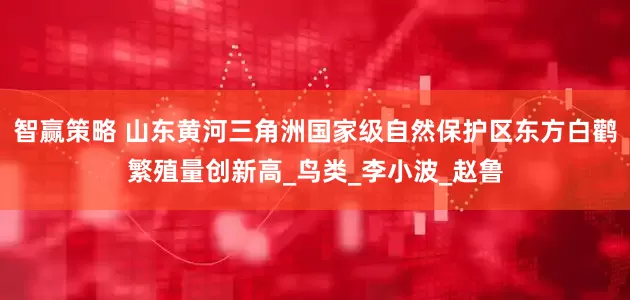 智赢策略 山东黄河三角洲国家级自然保护区东方白鹳繁殖量创新高_鸟类_李小波_赵鲁